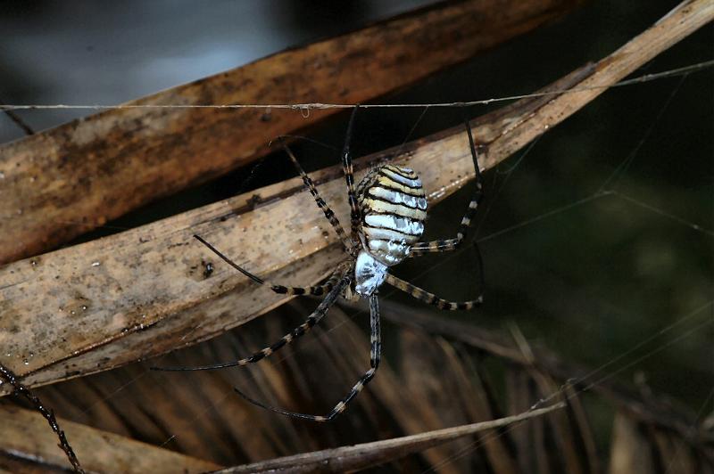 Argiope_trifasciata_D3240_Z_84_Valle Gran Rey_Spanje.jpg